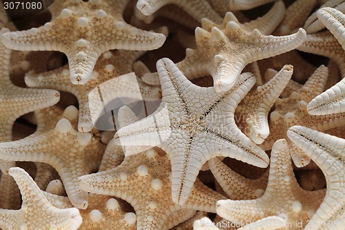 Image of sea stars background