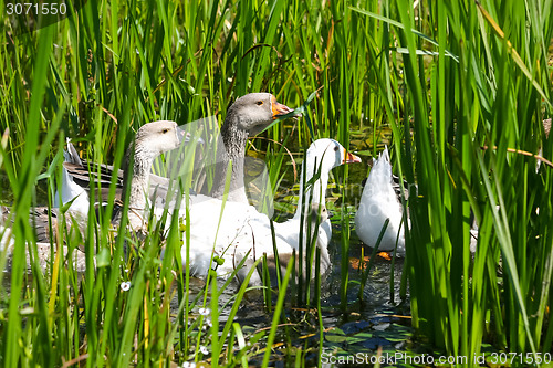 Image of Geese in nature