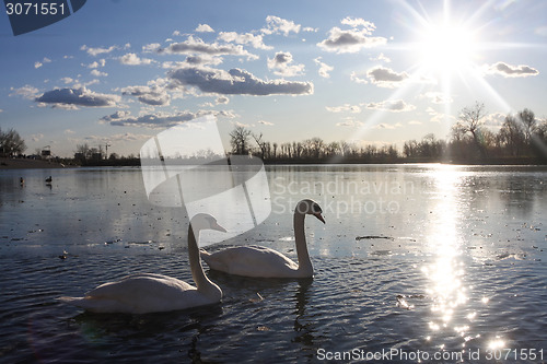 Image of Swans in lake