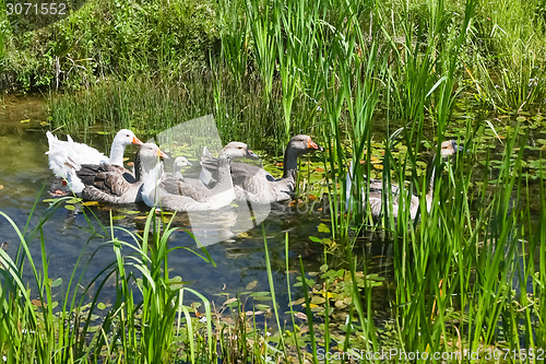 Image of Geese in pond