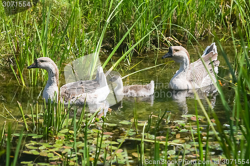 Image of Three geese in pond