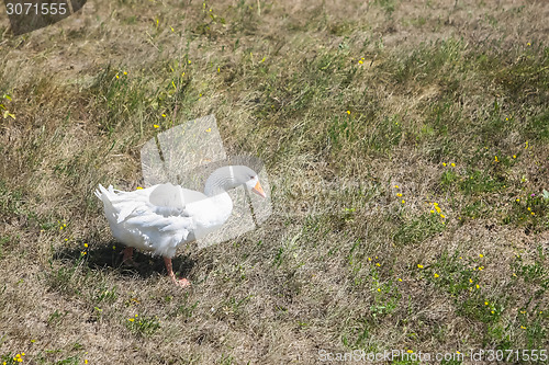 Image of Goose on field