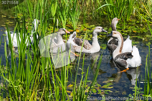 Image of Geese swimming in swamp