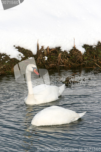 Image of Two swans in water