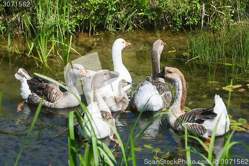 Image of Group of geese in pond