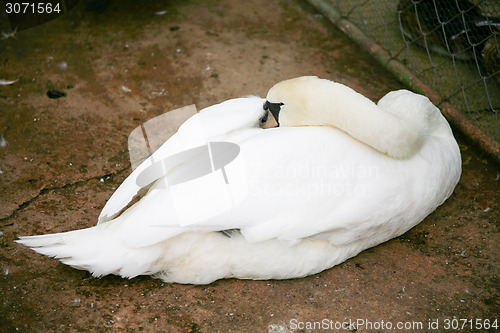 Image of Swan sleeping on floor