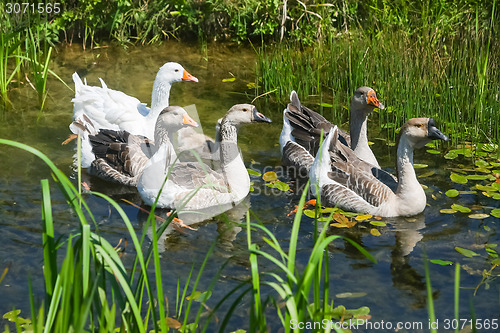 Image of Group of geese in swamp