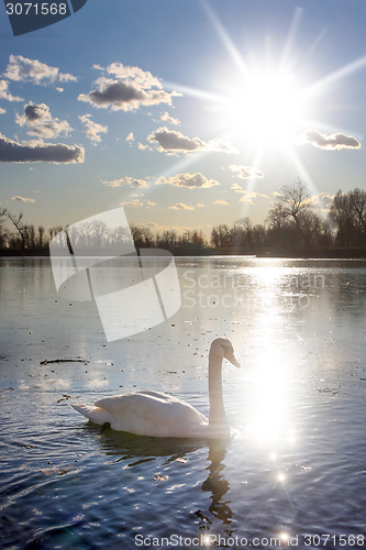 Image of Swan in nature