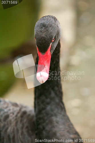 Image of Black swan