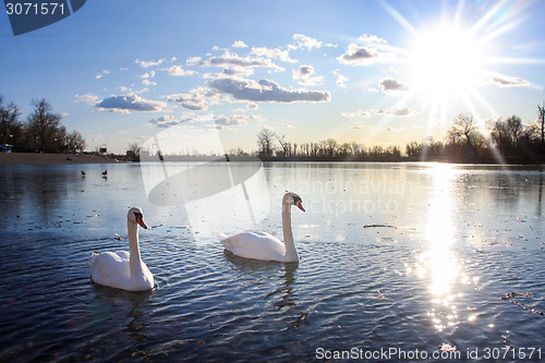 Image of Swans swimming in lake