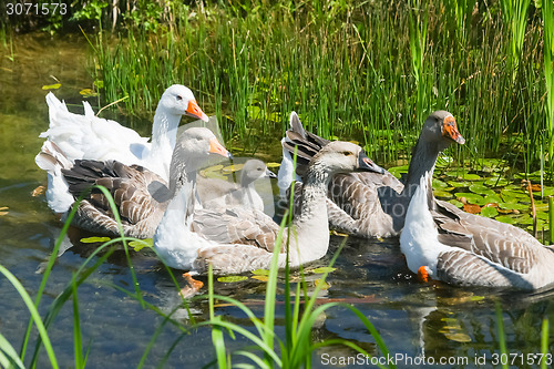 Image of Group of geese swimming in swamp