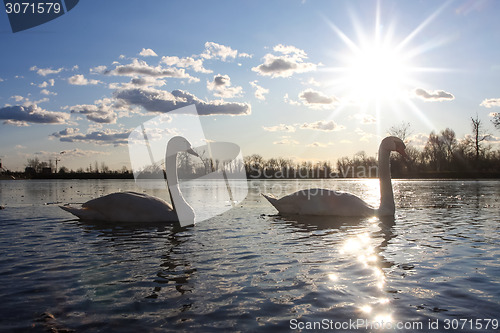 Image of Swans in nature