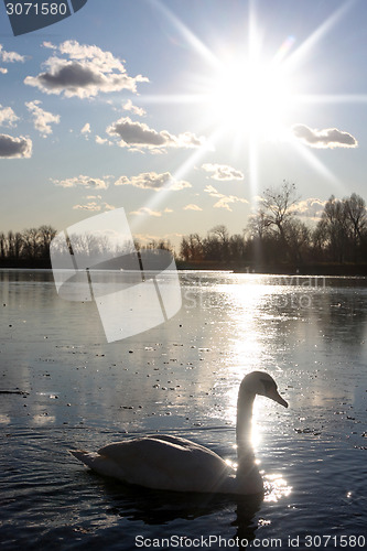 Image of Swan swimming in nature