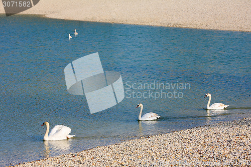 Image of Swans swimming in pond