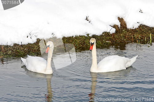 Image of Two swans swimming in lake