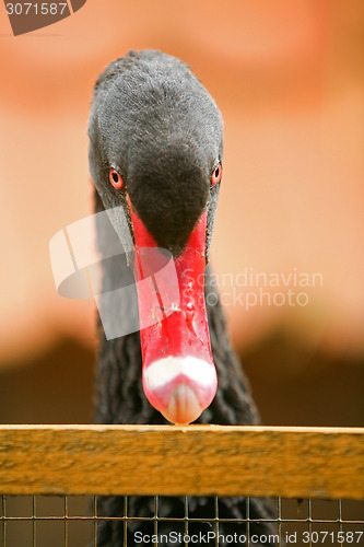 Image of Black swan looking at camera