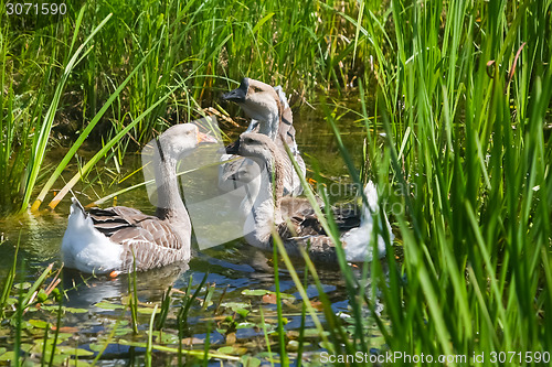 Image of Group of geese in water