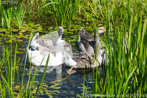 Image of Geese in marshy pond