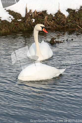 Image of Two swans in lake