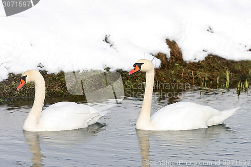 Image of Two swans swimming