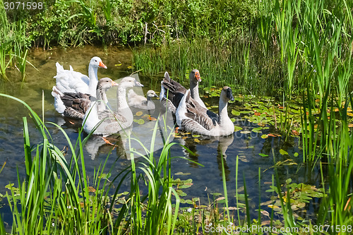 Image of Geese swimming in marshy pond