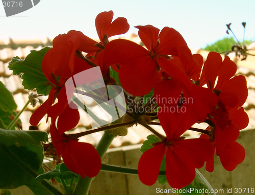 Image of Red Flowers