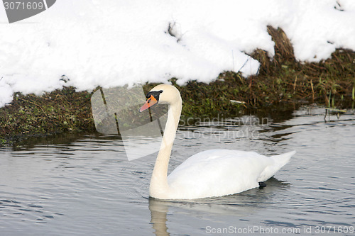 Image of Swan swimming in lake