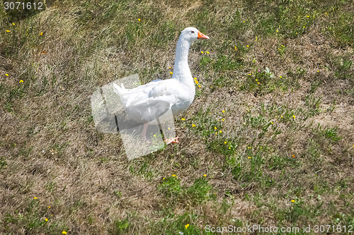 Image of Goose on meadow