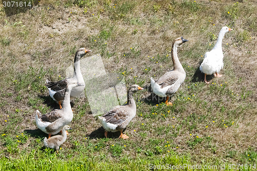 Image of Geese on meadow