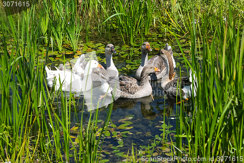 Image of Geese in swamp