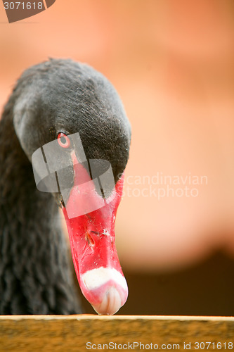 Image of Black swan with red beak