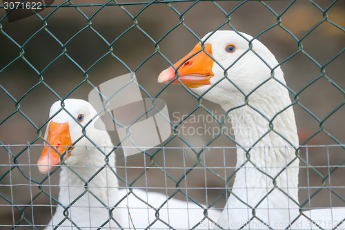 Image of Two geese in cage