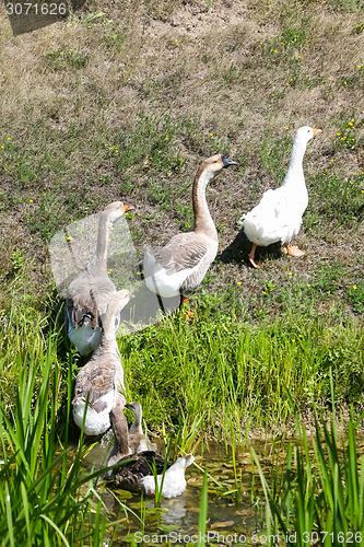 Image of Geese walking out of pond