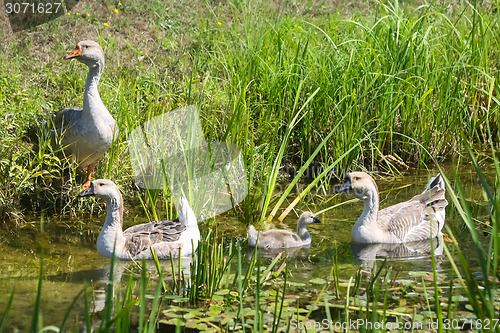 Image of Four geese in swamp