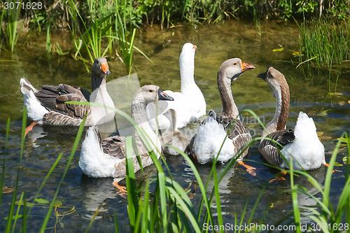 Image of Group of geese in marshy pond