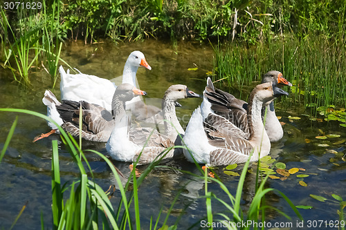 Image of Geese swimming in pond