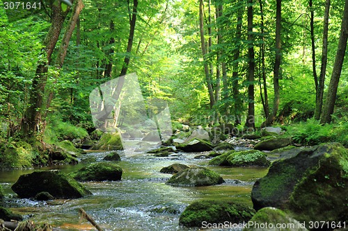 Image of czech spring river in the forest 