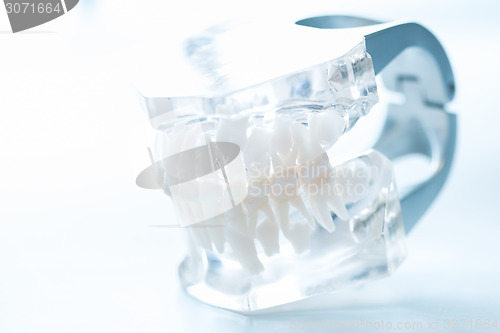 Image of Dental model