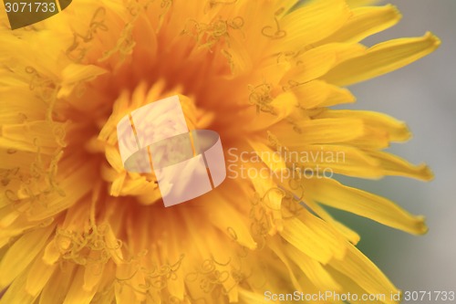 Image of detail of dandelion flower