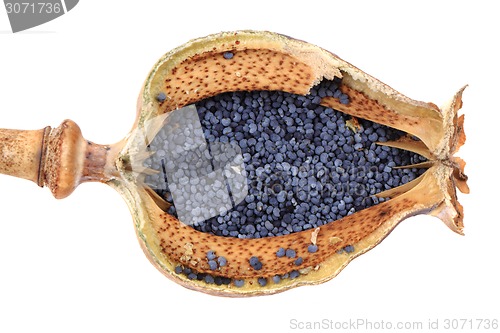 Image of poppy seeds 