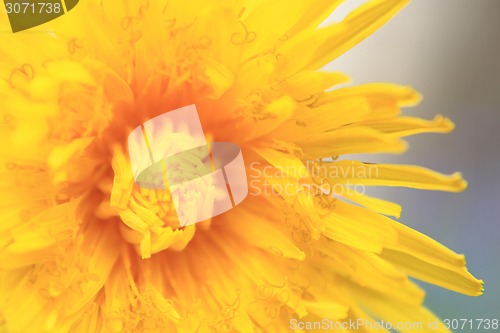 Image of detail of dandelion flower