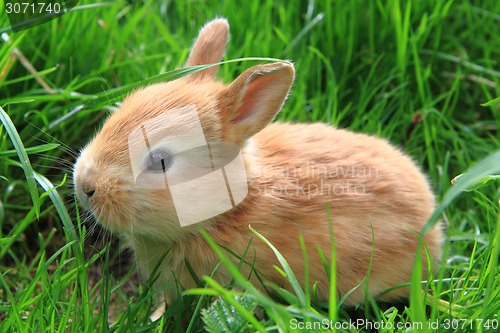 Image of rabbit in the green grass