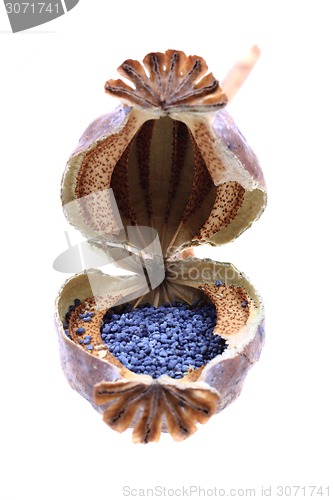 Image of poppy seeds 
