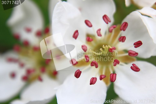 Image of apple flower detail 