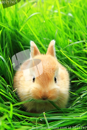 Image of rabbit in the green grass