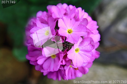 Image of violet spring flower from my garden 