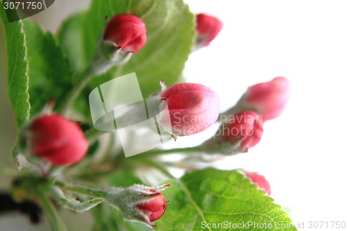 Image of apple flower detail 