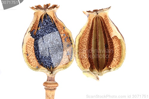 Image of poppy seeds 