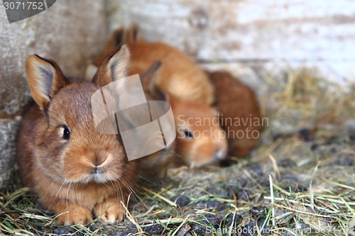 Image of rabbits from small home farm 