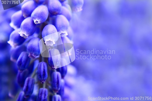 Image of grape hyacinth flower background